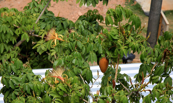 salvador, bahia, brazil - january 6, 2021: monguba fruit (Pachira aquatica Aubl.), popularly known as munguba, castanhola, chestnut-of-maranhao, cocoa-wild, chestnut-of-guiana. The plant is seen on a 