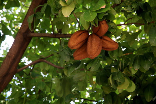salvador, bahia, brazil - january 6, 2021: monguba fruit (Pachira aquatica Aubl.), popularly known as munguba, castanhola, chestnut-of-maranhao, cocoa-wild, chestnut-of-guiana. The plant is seen on a 