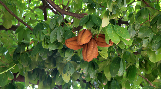 salvador, bahia, brazil - january 6, 2021: monguba fruit (Pachira aquatica Aubl.), popularly known as munguba, castanhola, chestnut-of-maranhao, cocoa-wild, chestnut-of-guiana. The plant is seen on a 