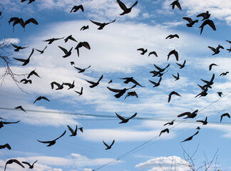 A flock of pigeons against a cloudy blue sky. Silhouettes of birds. Lots of birds in the park. Flying doves as a symbol of freedom. High quality photo