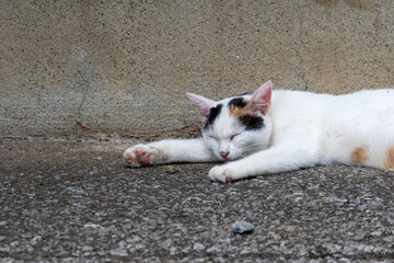 眠る猫