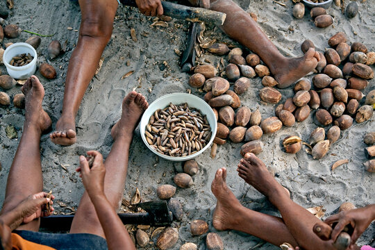 Extra&ccedil;&atilde;o de castanha do coco baba&ccedil;u no quilombo em Alcantara. Maranhao