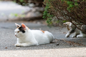 猫の親子