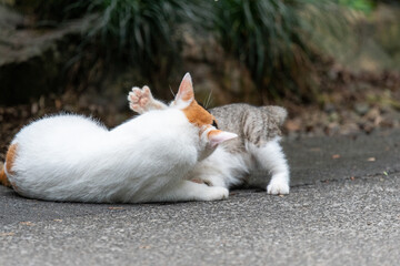 猫の親子