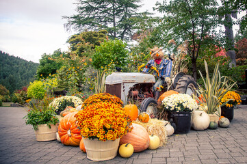 Autumn display with tractor and scarecrow  