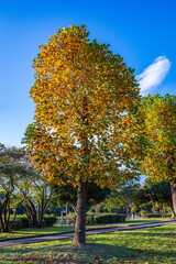 Naklejka premium 黄葉