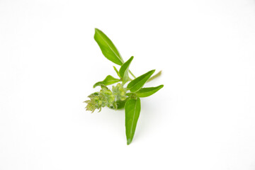 Fototapeta na wymiar Ocimum × citriodorum leaf on white background.