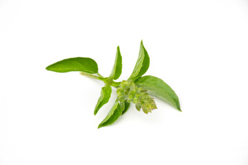 Ocimum × citriodorum leaf on white background.