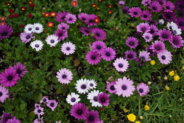 Flowers of various colors are blooming in the flower bed.