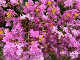 Closeup of beautiful bright pink Crepe Myrtle flower with white fence and grass in background