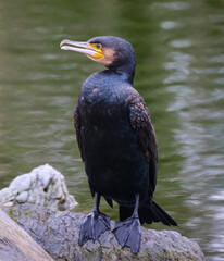 Cormorán en la bahía de Txingudi
