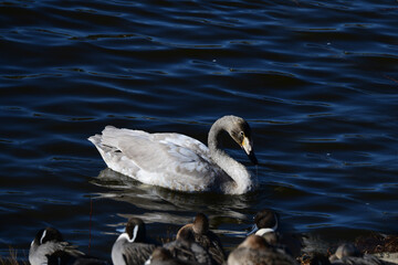 オオハクチョウの幼鳥。2020年12月。日本。千葉県