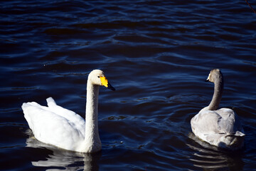 オオハクチョウの成鳥と幼鳥。2020年12月。日本。千葉県