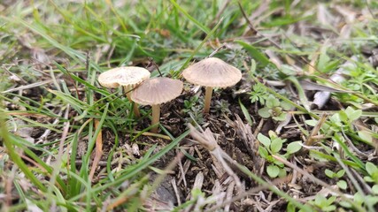 mushroom in the forest