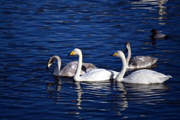 Obraz premium 年明けて、松の内。こども2羽を連れ、しっかりまとまっているオオハクチョウの家族。日本。千葉県。2021年1月。