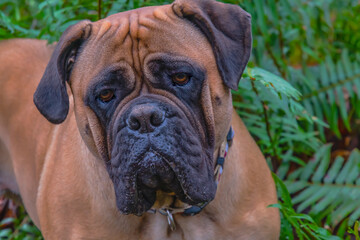 2021-01-06 A CLOSE UP PORTRAIT OF A BULLMASTIFF WITH BLURRED FERNS IN THE BACKGROUND