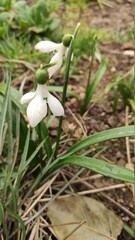 snowdrops in the snow
