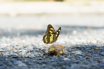 Butterfly on a dried mango seed on the floor