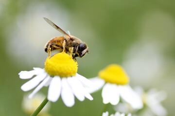 カモミールと蜂