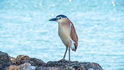 Nankeen Night Heron (Nycticorax caledonicus).
