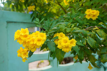 Yellow flower bouquet on a blurred natural background. Beautiful yellow flowers in tropical Thailand.