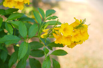 Yellow flower bouquet on a blurred natural background. Beautiful yellow flowers in tropical Thailand.