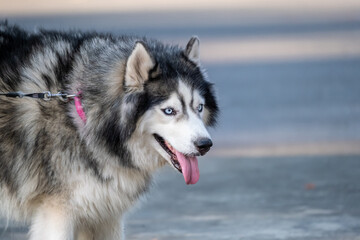 Siberian Husky dog black and white colour with blue eyes.
