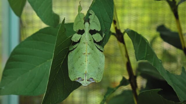 green Phylliidae sticking under a leaf and well camouflaged and themes towards the stem on a tropical forest