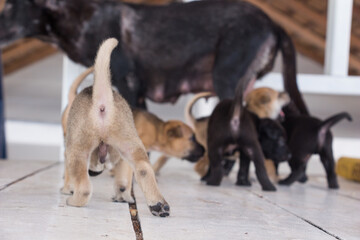 Three week old puppy playing with siblings