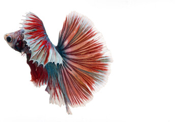 Obraz premium halfmoon betta fish, siamese fighting fish, betta splendens 