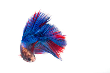 halfmoon betta fish, siamese fighting fish, betta splendens
