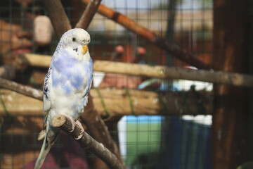 Australian bird light blue with white in cage © LuisFernando