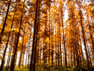 東京都　水元公園のメタセコイアの黄葉