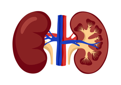 Anatomy human kidney concept vector illustration on white background. Internal organ. Design for poster, education presentation.