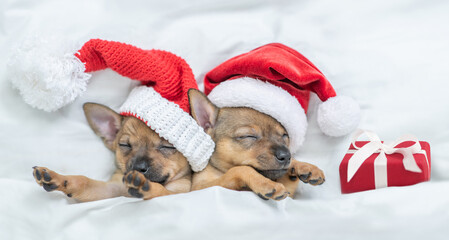 Two Toy terrier puppies wearing red santa's hat sleep with gift box under a warm white blanket on a...