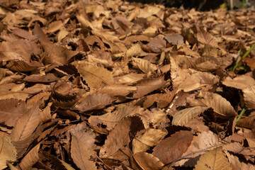 Pile of fallen leaves