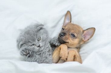 Kitten and toy terrier puppy sleep together under a white blanket on a bed at home. Top down view