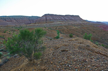 Almaty, Kazakhstan - 06.25.2013 : Trees and shrubs growing along the sandy and rocky hills in the Altyn Emel Nature Reserve