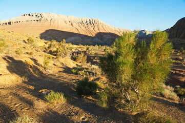 Almaty, Kazakhstan - 06.25.2013 : Trees and shrubs growing along the sandy and rocky hills in the Altyn Emel Nature Reserve