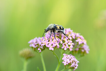 close-up black and yellow hairy beetle sitting on lilac inflorescence of yarrow
