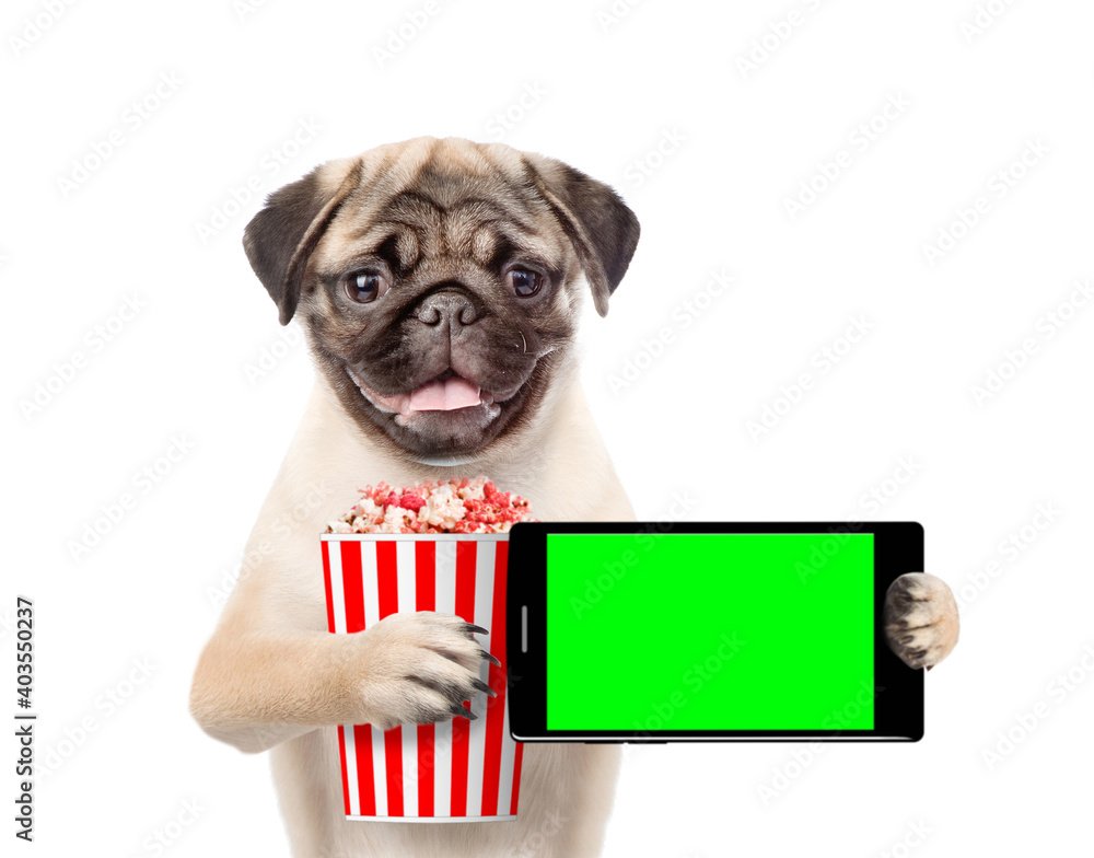 Poster Pug puppy holds basket of a popcorn and smartphone with empty screen. isolated on white background