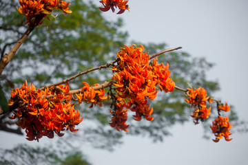 The beautiful reddish-orange Butea monosperma flower blooms in nature in a tree in the garden.