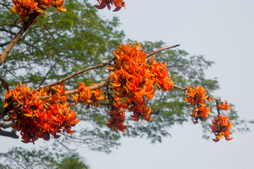 The beautiful reddish-orange Butea monosperma flower blooms in nature in a tree in the garden.