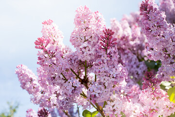 Branches of spring lilac. A Bush of purple lilacs, spring.