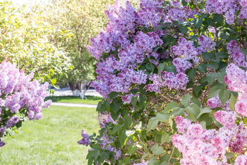 Branches of spring lilac. A Bush of purple lilacs, spring.