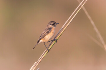Siberian stonechat (Saxicola maurus) at Bosipota, Hoogly, West Bengal, India