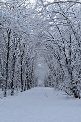 Waldweg im Winter