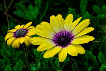 yellow flowers in the garden
