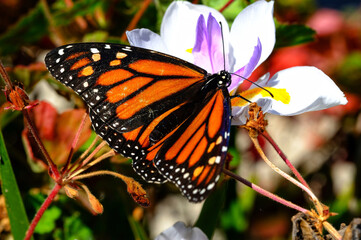 butterfly on flower