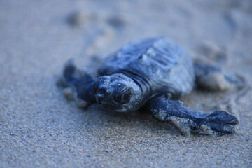 Liberacion masiva de crias de tortugas golfinas en (Jalisco, México)